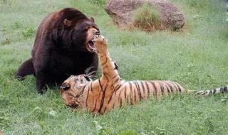 科迪亚克棕熊和豹子谁厉害